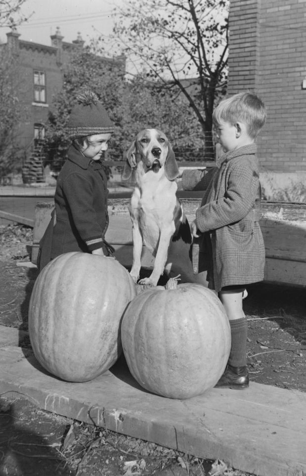 Hallowe'en._Large_Pumpkin_in_Verdun_BAnQ_P48S1P03890